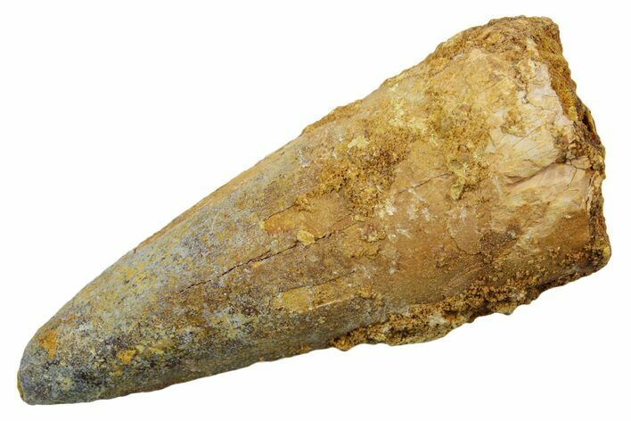 Fossil Spinosaurus Tooth - Real Dinosaur Tooth #349761